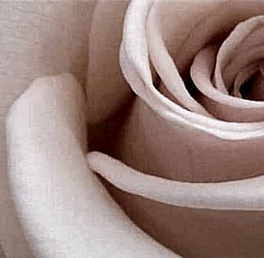 Gül